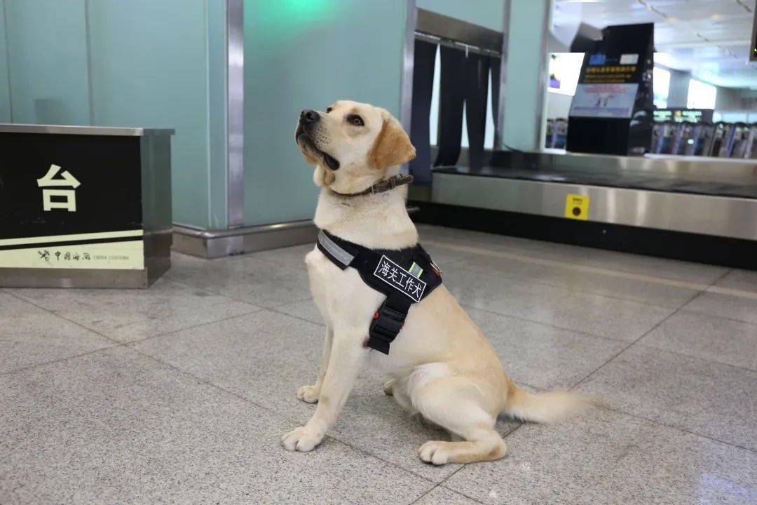 为什么猫没狗工作能力强,猫为什么不如狗那么忠诚听话呢