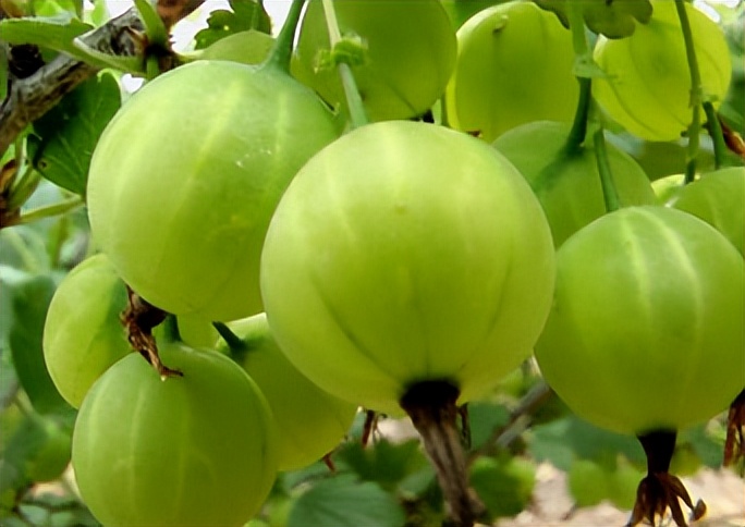 类似灯笼果的植物果实,灯笼果是什么水果品种