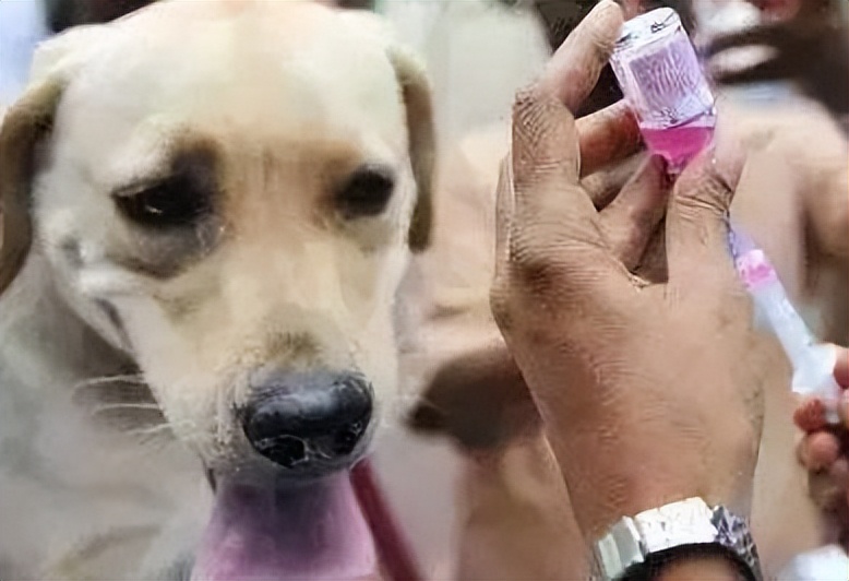 为什么狂犬病的致死率是100%,狂犬病为什么致死率100%