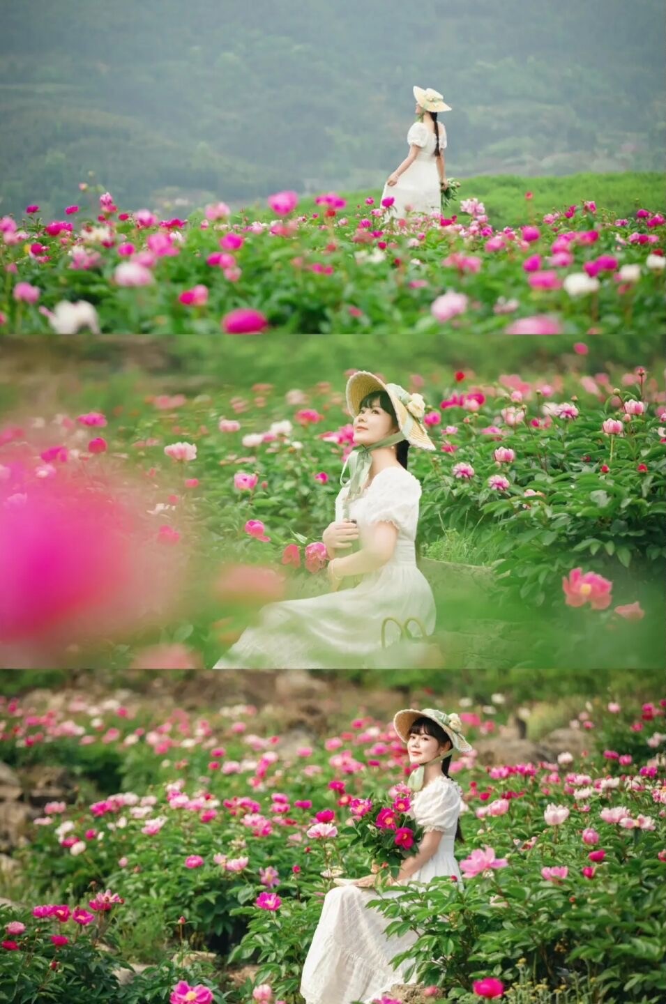 成都芍药花海景区,成都市内芍药花海