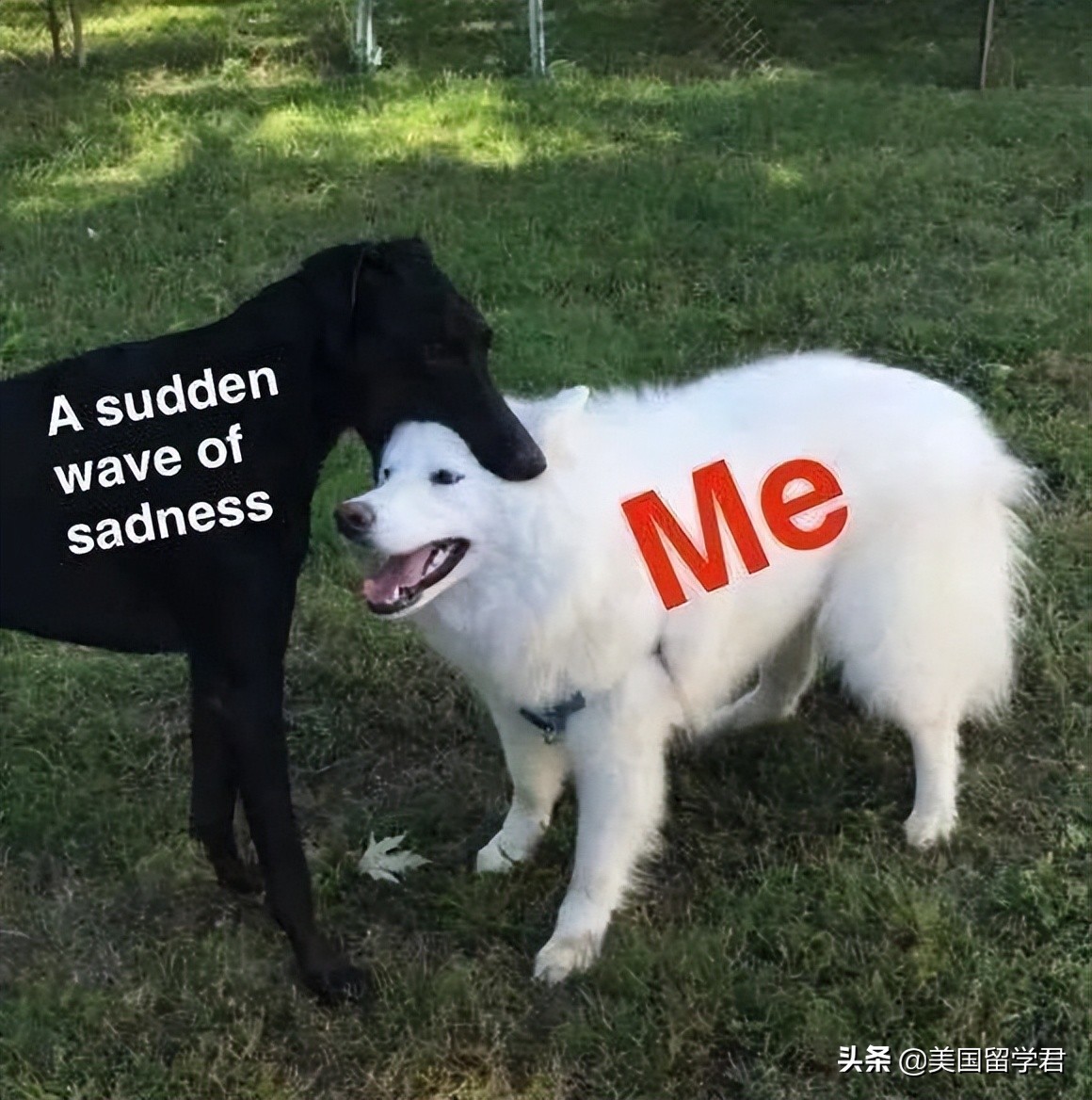 “假装”好好生活的留学生：无数次我想不顾一切地回家