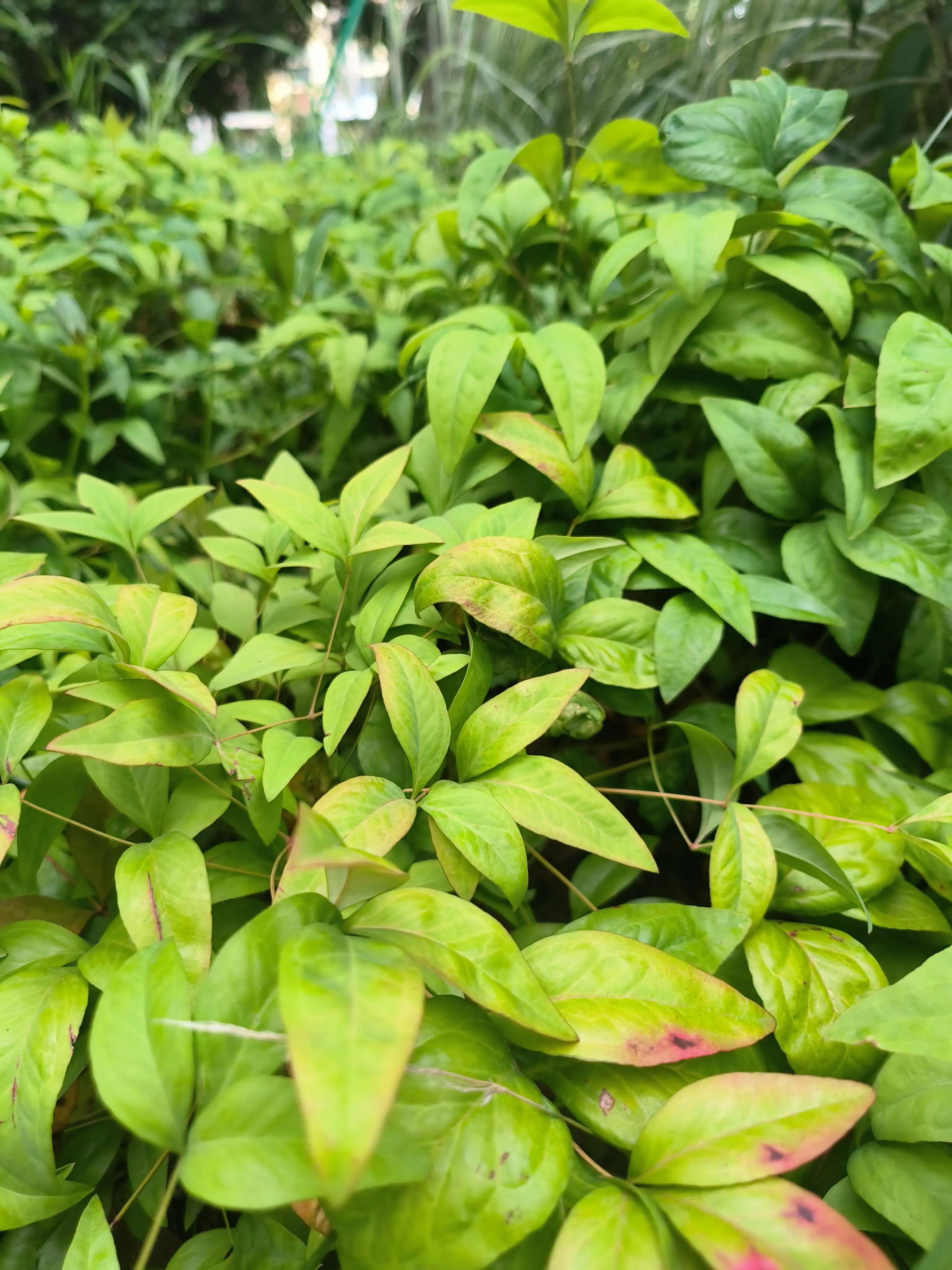 夏日花草别样美,美丽的花草合集