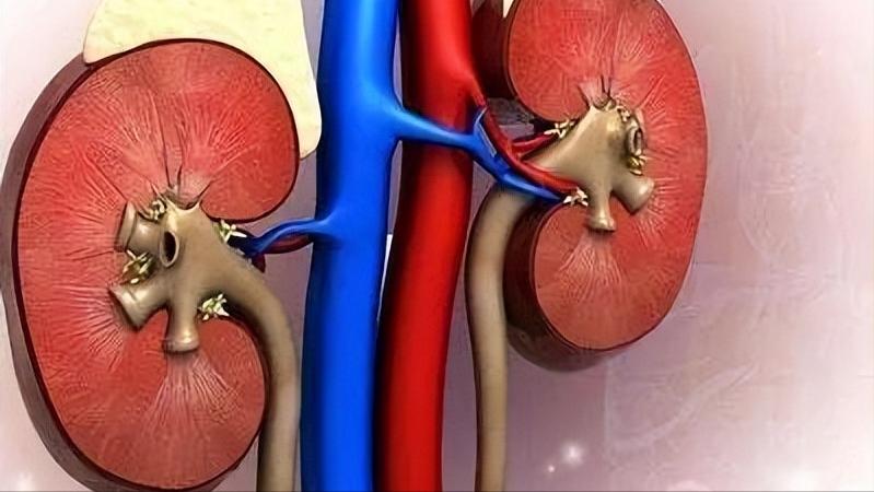 凌霄花可治癌,凌霄花可以治疗癌症吗