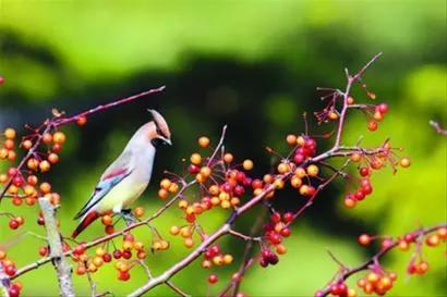 太平鸟图片素材,太平鸟造型图片