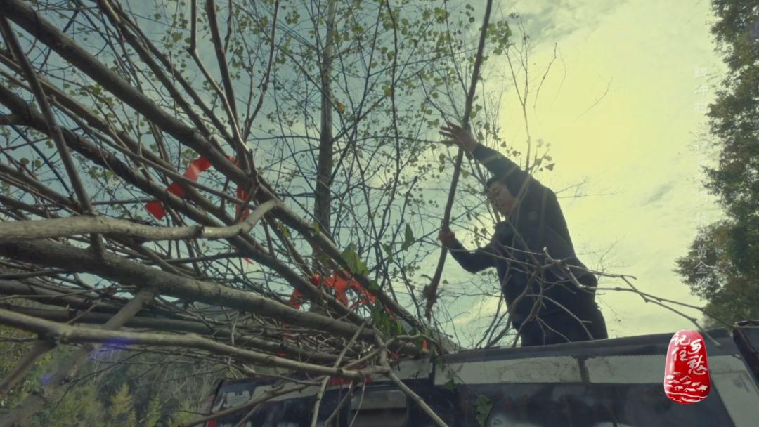 银杏树下休闲生活,银杏树冬季生活视频