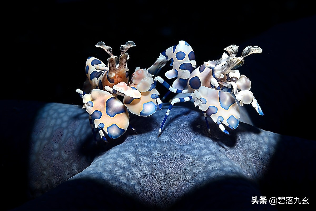 两只松鼠的爱：赢得2021年度特写摄影师挑战赛