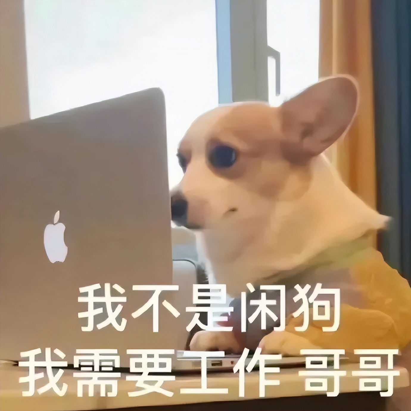 狗狗有分离焦虑症要再养一只吗,狗狗分离焦虑主人出门就要叫