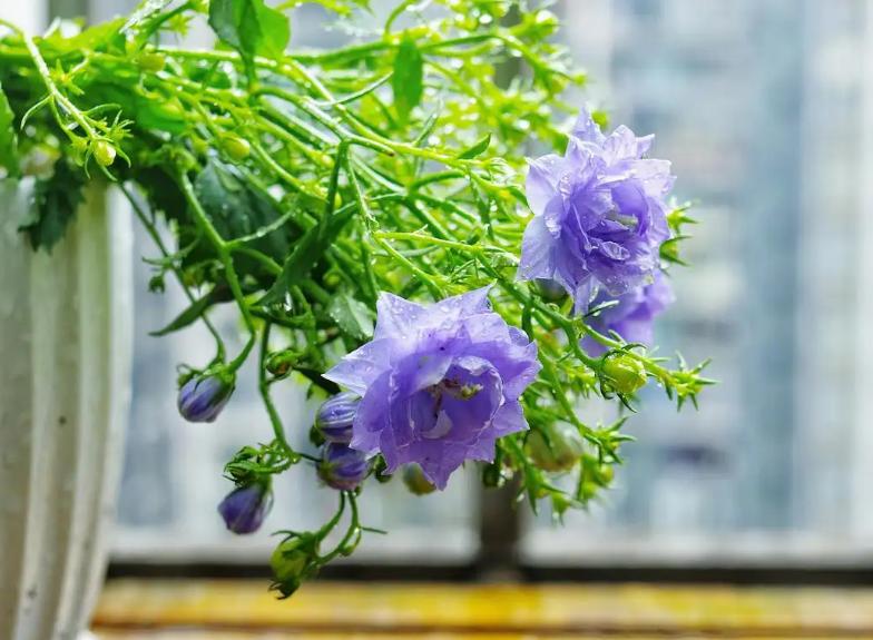 重瓣丹麦风铃花为什么养不活,重瓣风铃花该怎么养