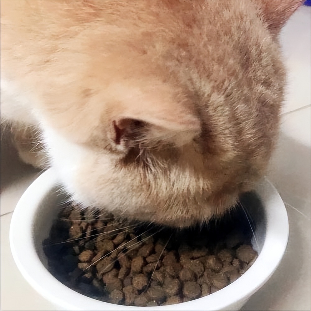 猫咪可以吹空调,猫咪可以吹暖气吗