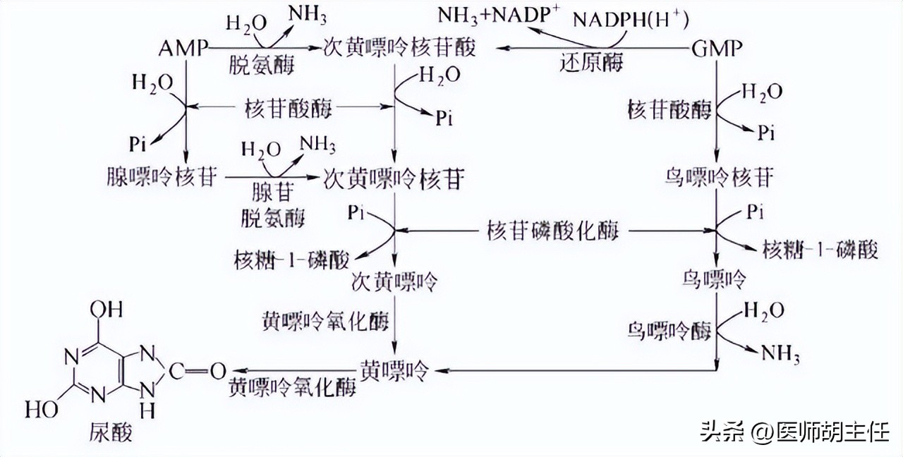 非布司他对痛风的治疗效果,治疗痛风的非布司他服用方法