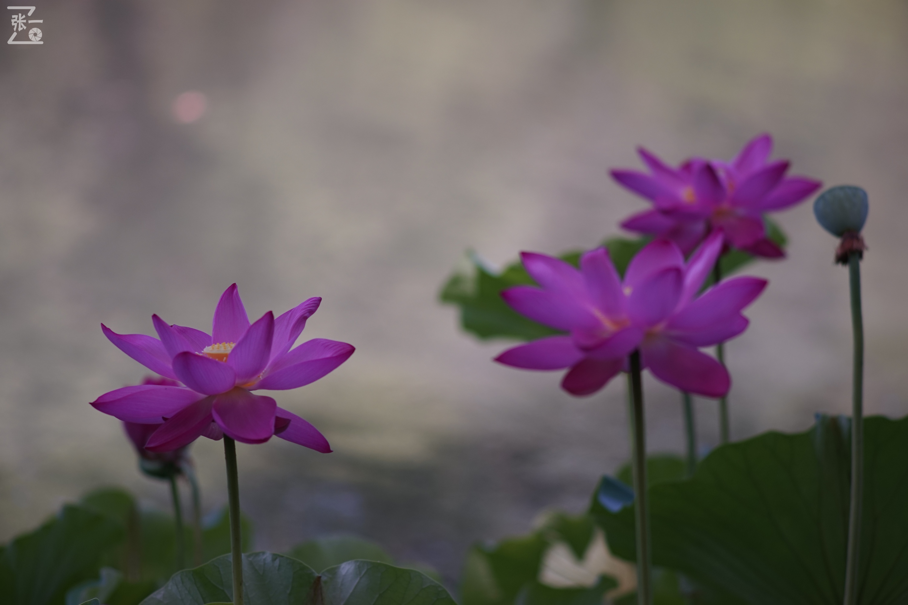 老款olympus微单拍摄技巧,日本olympus镜头