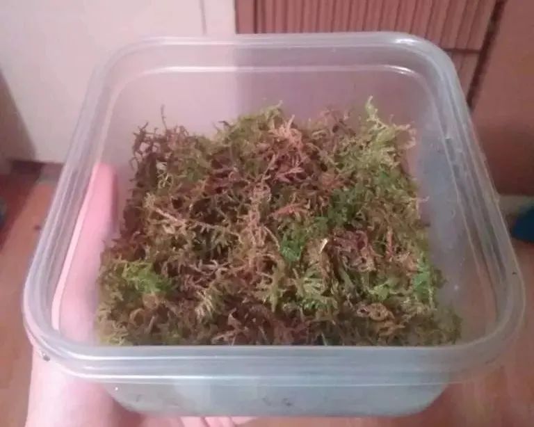 卡皮、隆背、疑似感冒...我的爬宠怎么了？