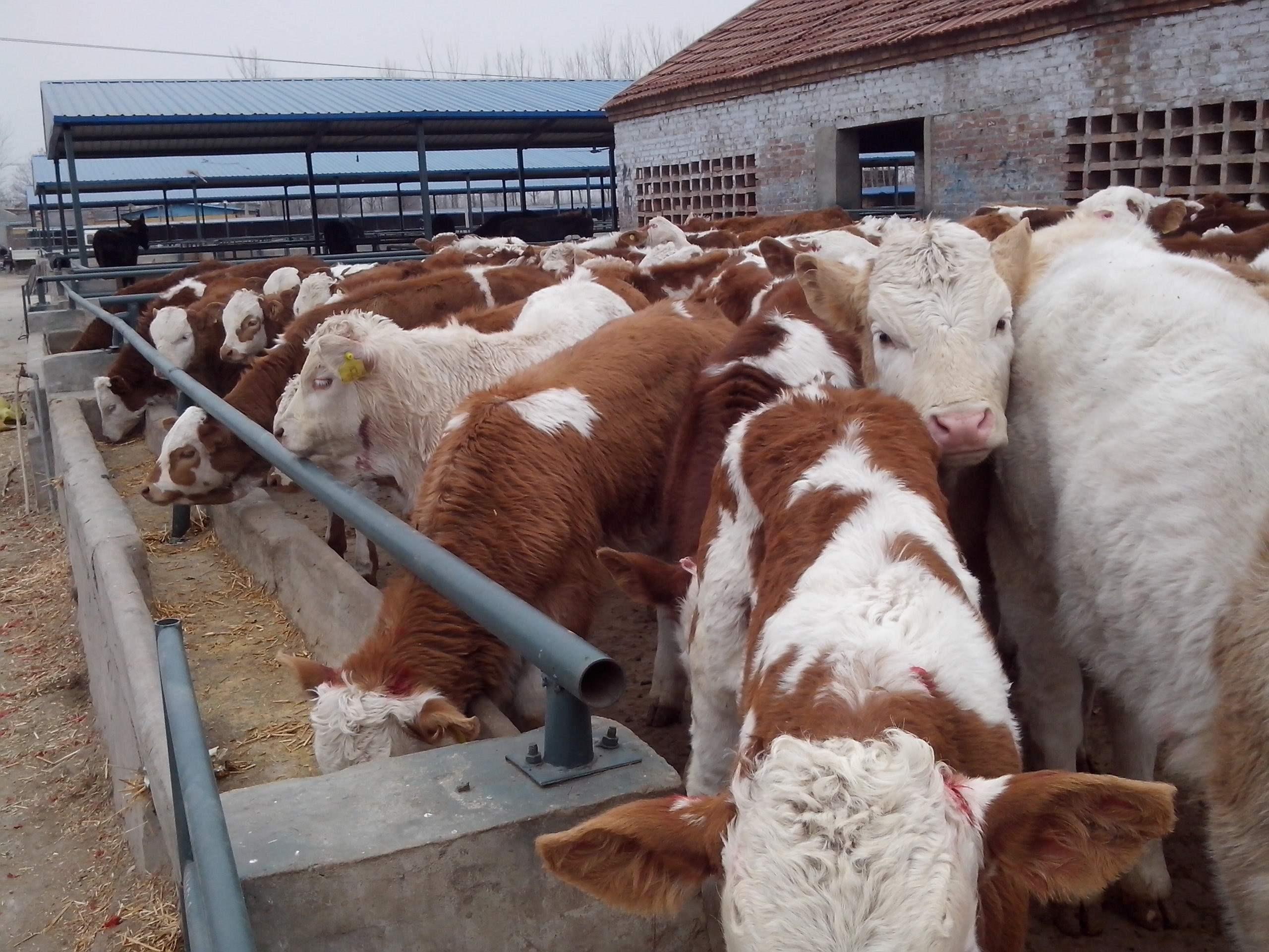 养牛健胃妙招视频讲解,养牛技术最常见的牛胃病