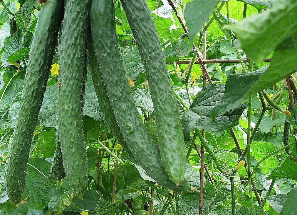 吃6种瓜清热解毒,小暑养生常吃这五瓜清凉又泻火