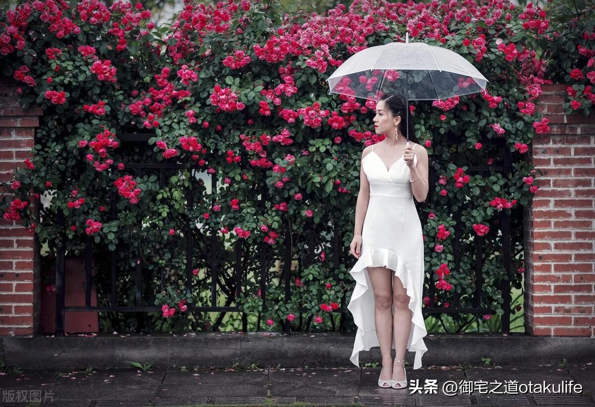 怎么给蔷薇花剪枝,如何给蔷薇浇水