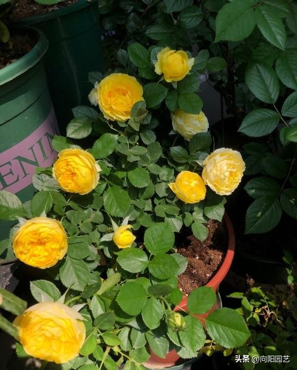 卖月季靠谱的网店,买月季花在抖音哪家买比较好