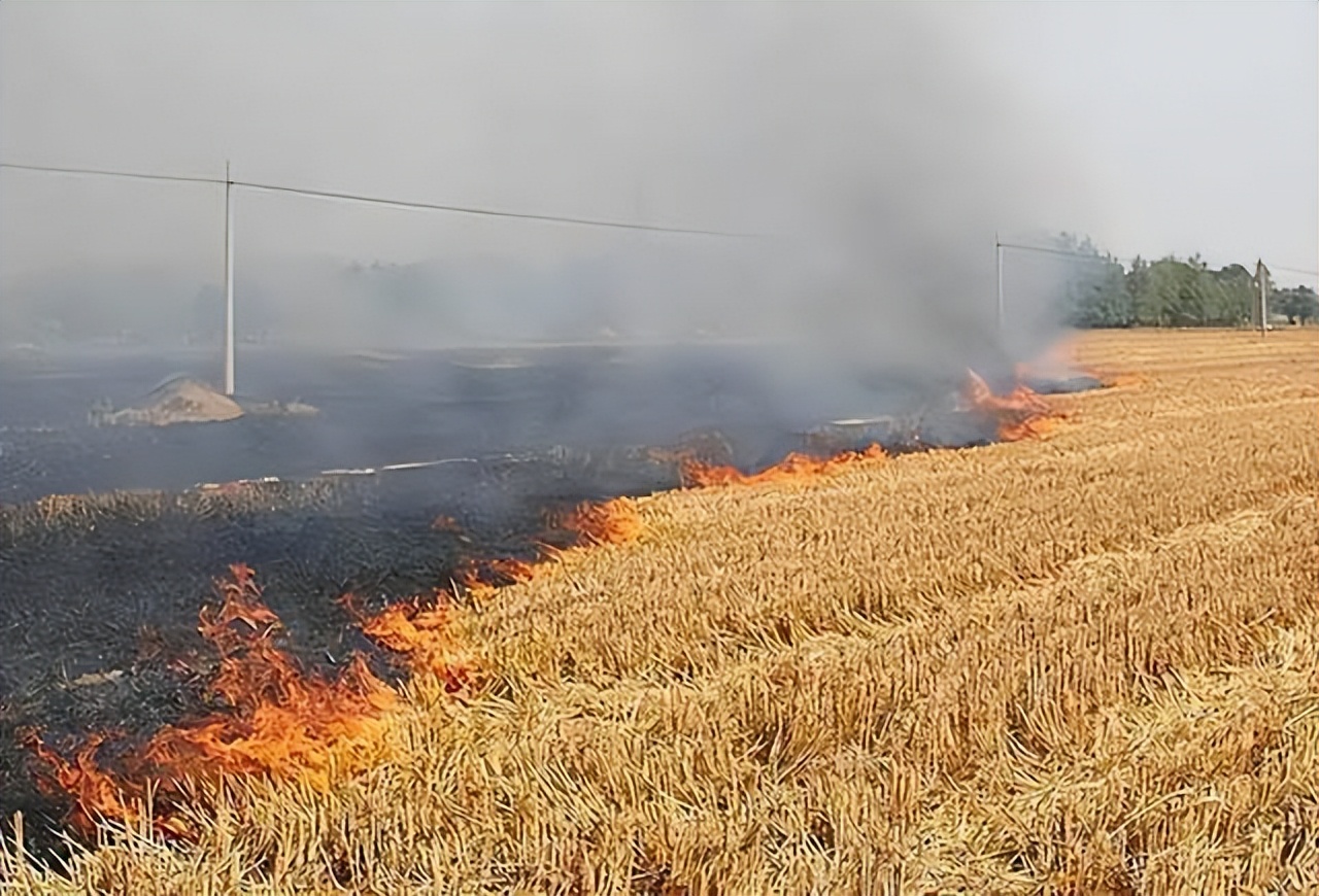 关于农作物秸秆禁烧的政策,你怎么看秸秆禁烧令