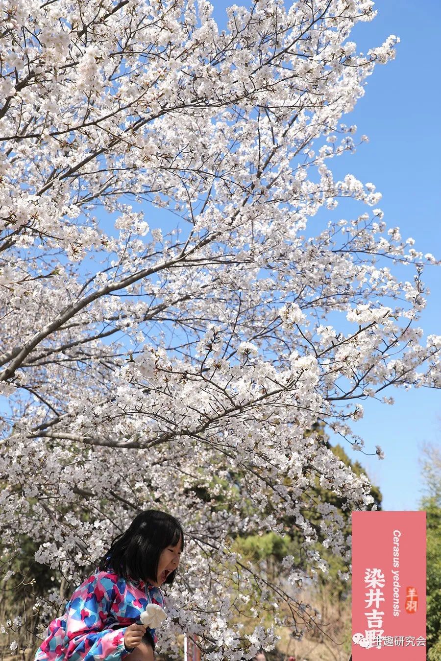 九种春花辨别,常见春花极简识别法