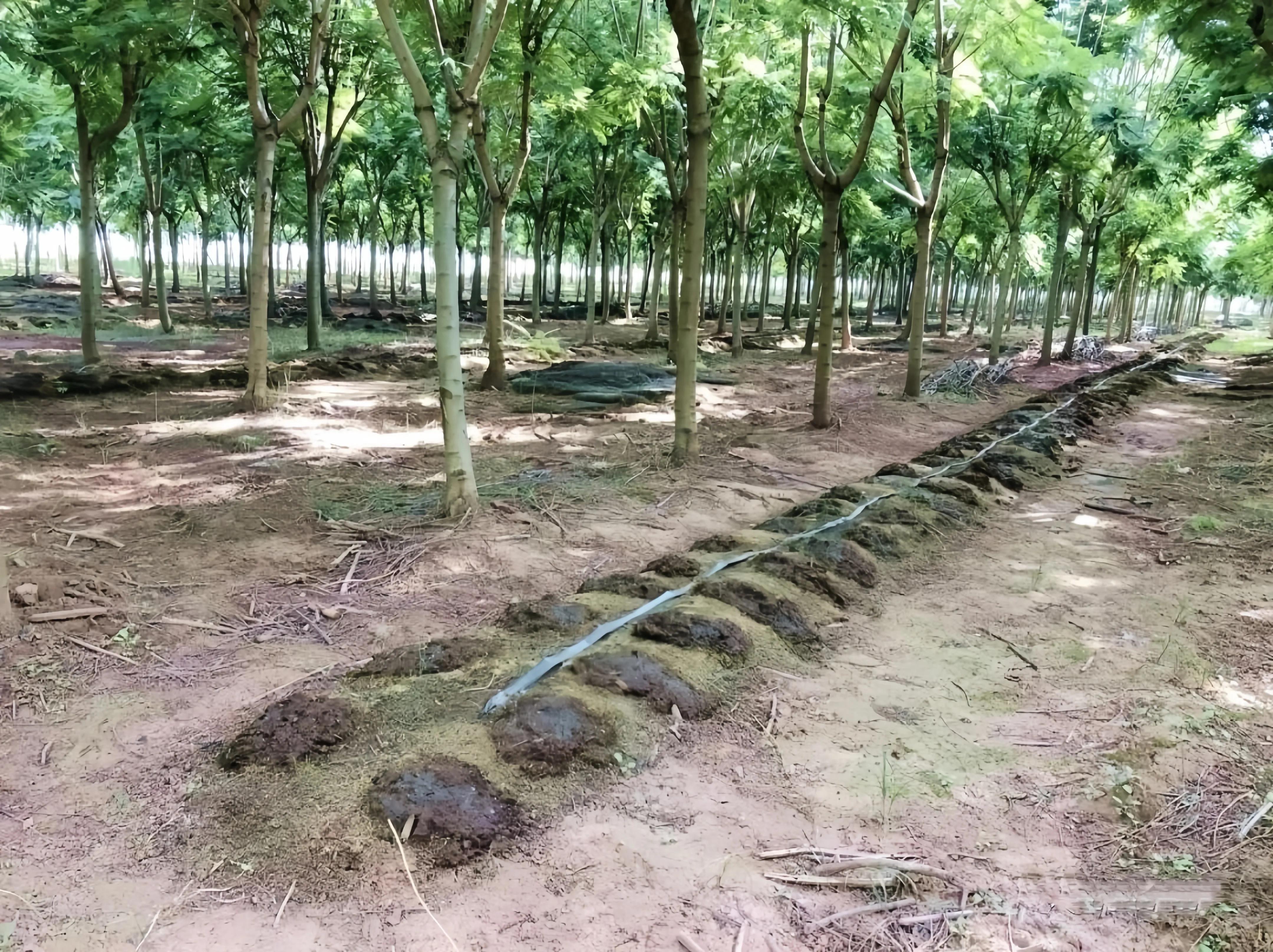 农村大叔种植50亩地年收入30万,一小伙承包几十亩地种菜年挣百万