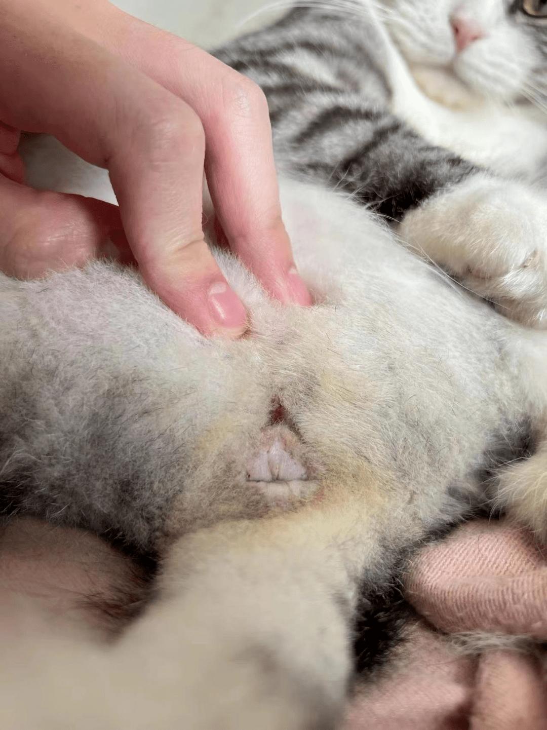 铲屎官必看!解决猫咪难以言说的泌尿道之痛—尿道口闭塞