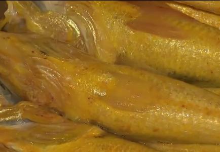 浙江人养南美对虾赚钱,浙江男人养甲鱼