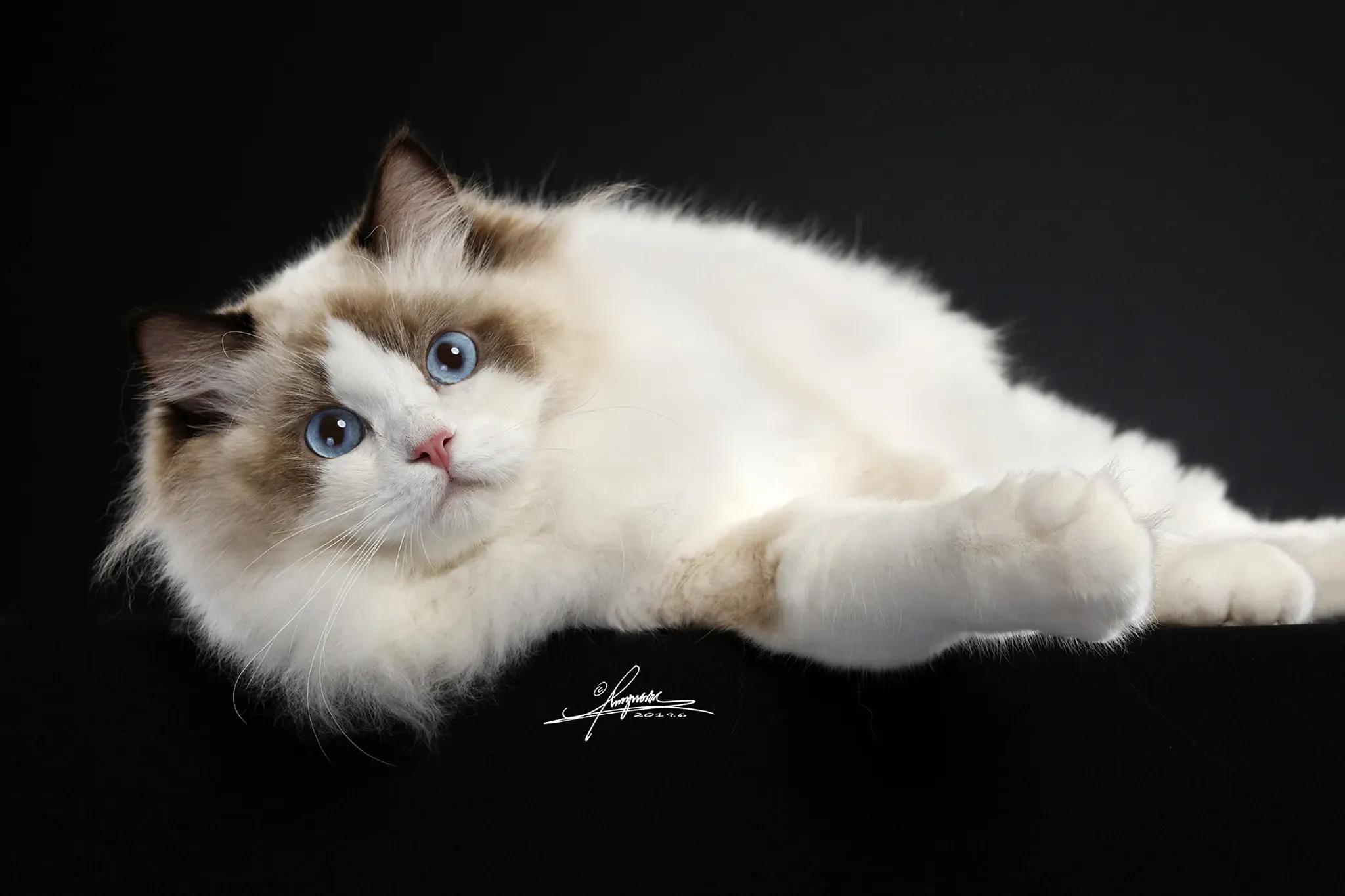 去宠物店如何挑选一个健康的猫咪,去宠物店买猫咪该怎么挑选