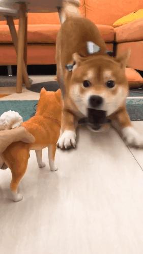 但凡给狗*载下**一个反诈APP，它都不至于被骗这么久