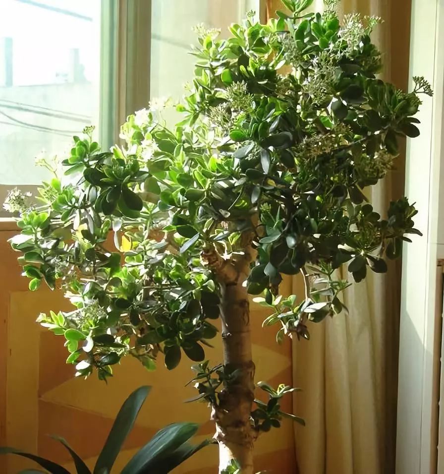 10种公认客厅最好养的花,适合客厅养的懒人花