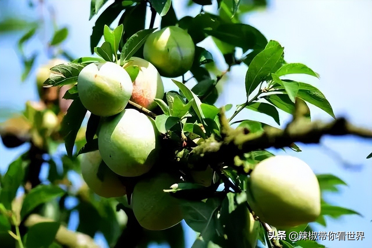 宁德大黄鱼之乡攻略,霞浦大黄鱼之乡图片