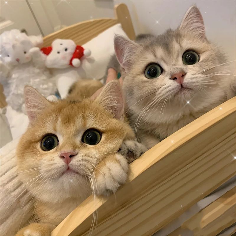 如何辨别英短猫,买英短猫要问卖家什么问题