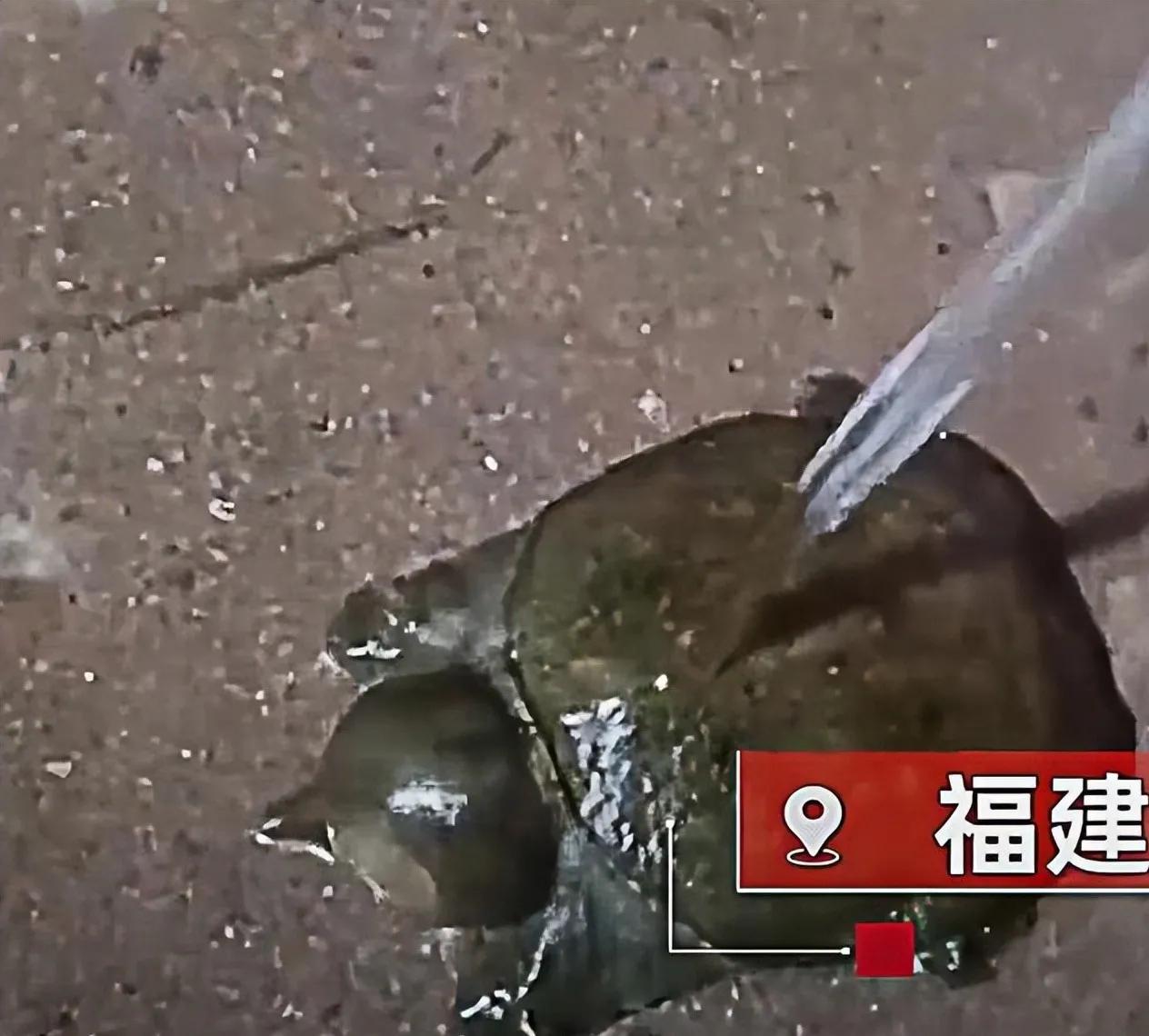 甲鱼被蚊子咬了会死科学解释,甲鱼被蚊子叮头肿成球求助