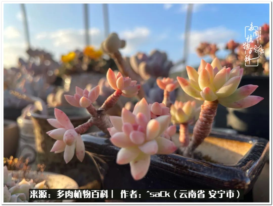 情不知所起一往而深歌曲,情不知所起一往而深完整版