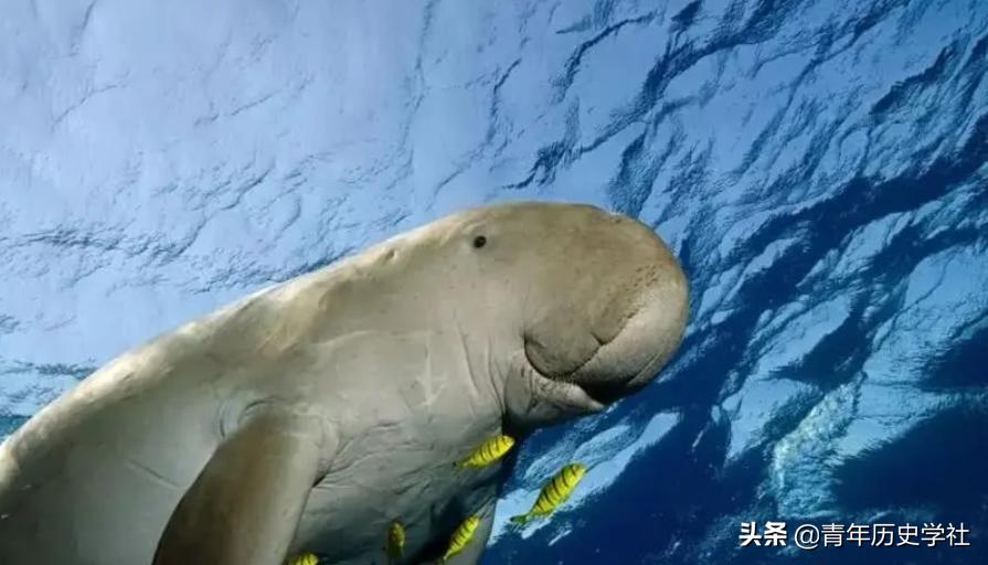 美人鱼神秘吗,美人鱼真实秘密