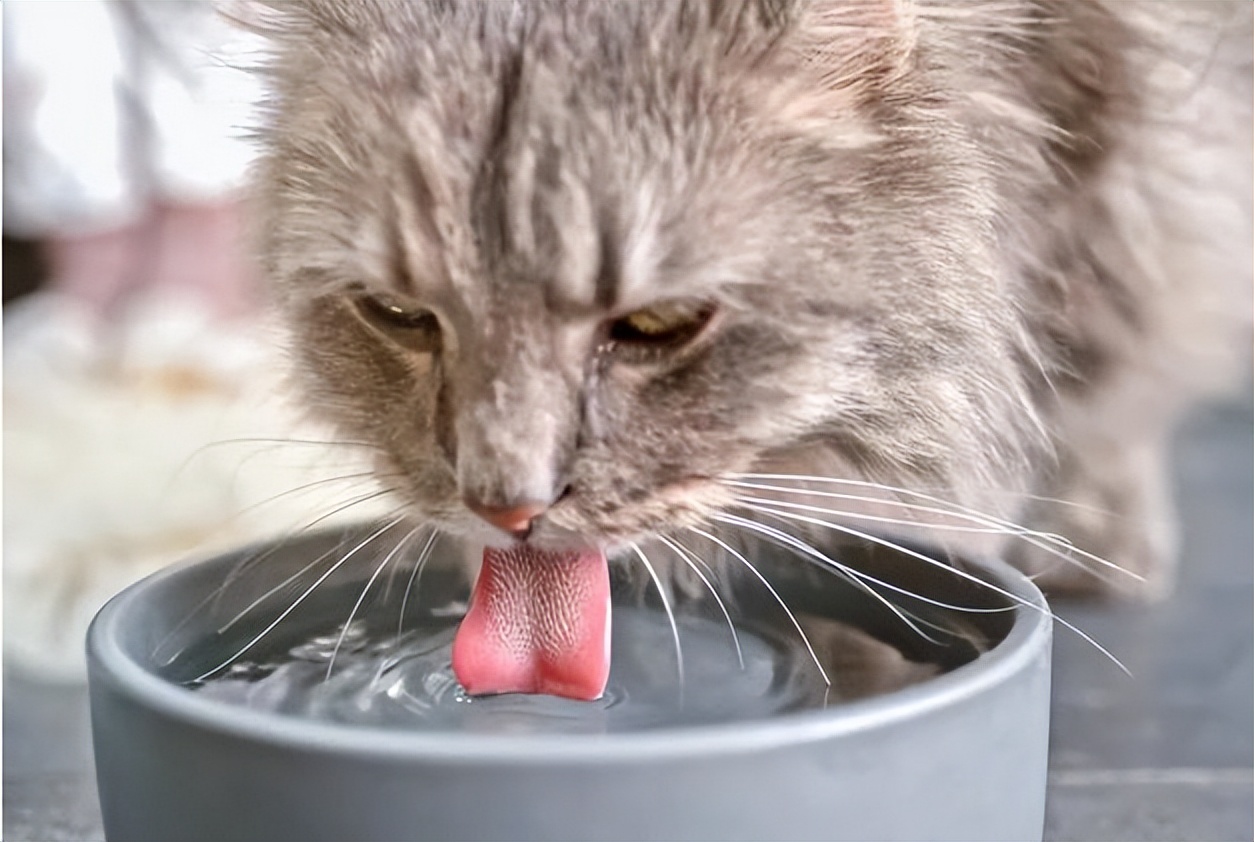 猫咪手术后不喝水不吃东西怎么办,猫咪走丢两天回来无精打采只喝水