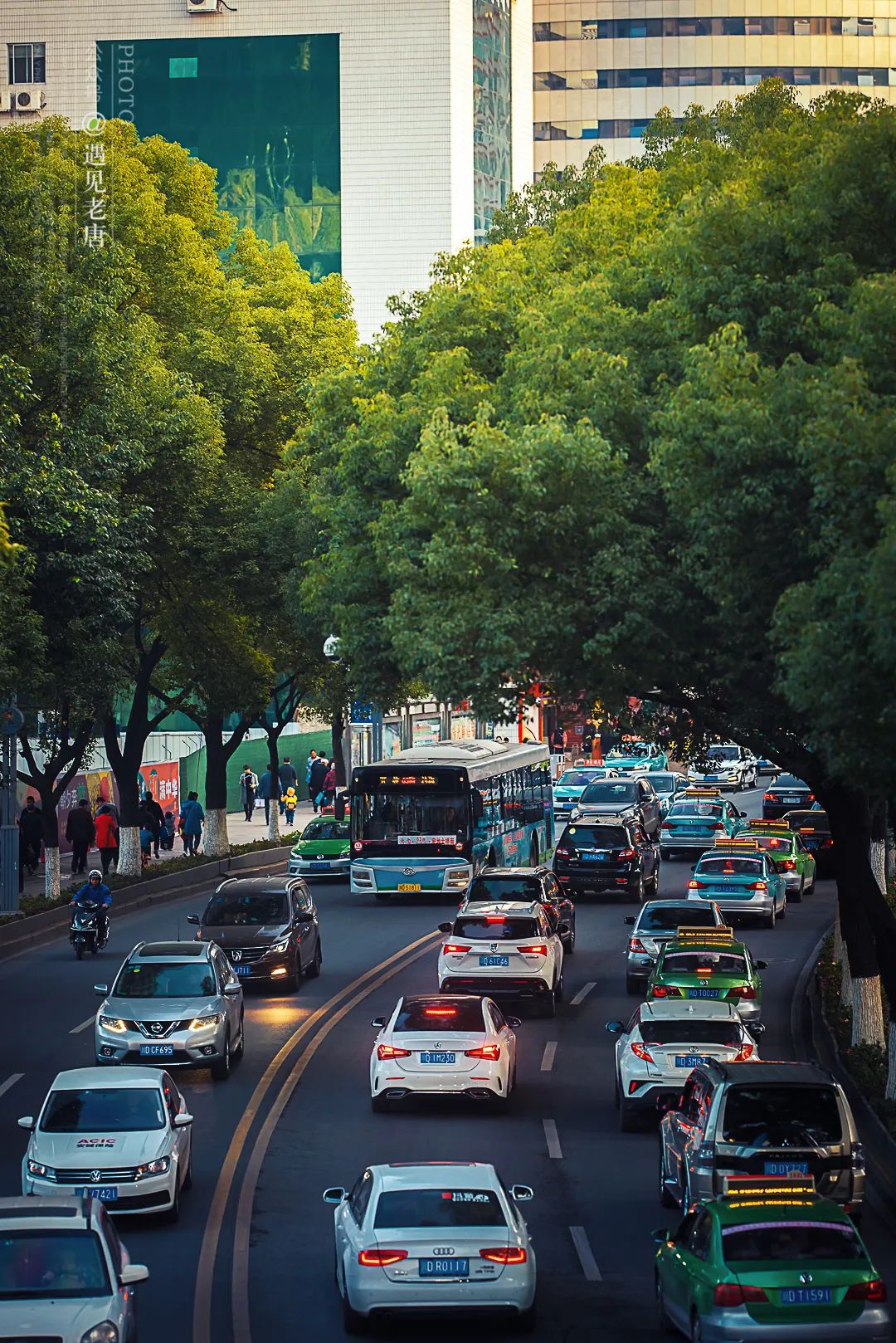 攀枝花是一种什么花,什么是攀枝花铁树