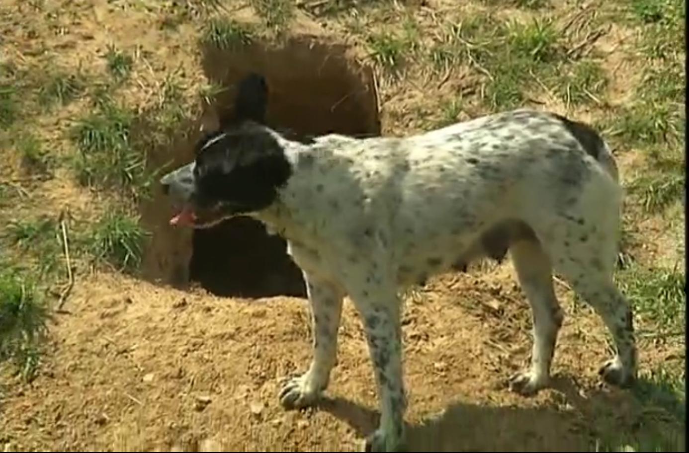 狗和狼故事简介,狗和狼的故事真实感动