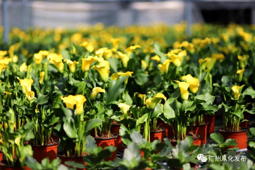 带你走进广州从化这家春节花卉超市~