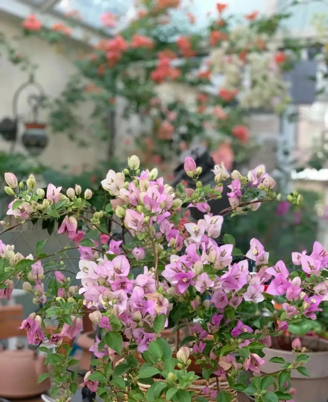 90后将天台改造成空中花园,90后姑娘回家改造楼顶花园