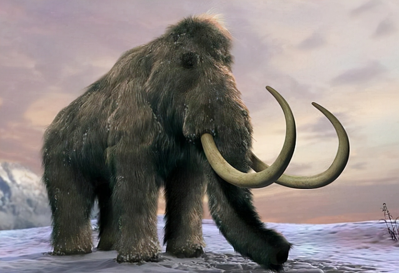 巨型猛犸为何灭绝,猛犸多少年前灭绝的