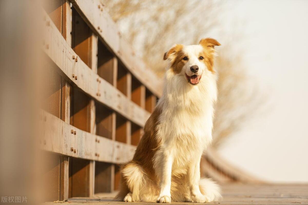 中型犬品种大全及图片,听话的中型犬品种大全