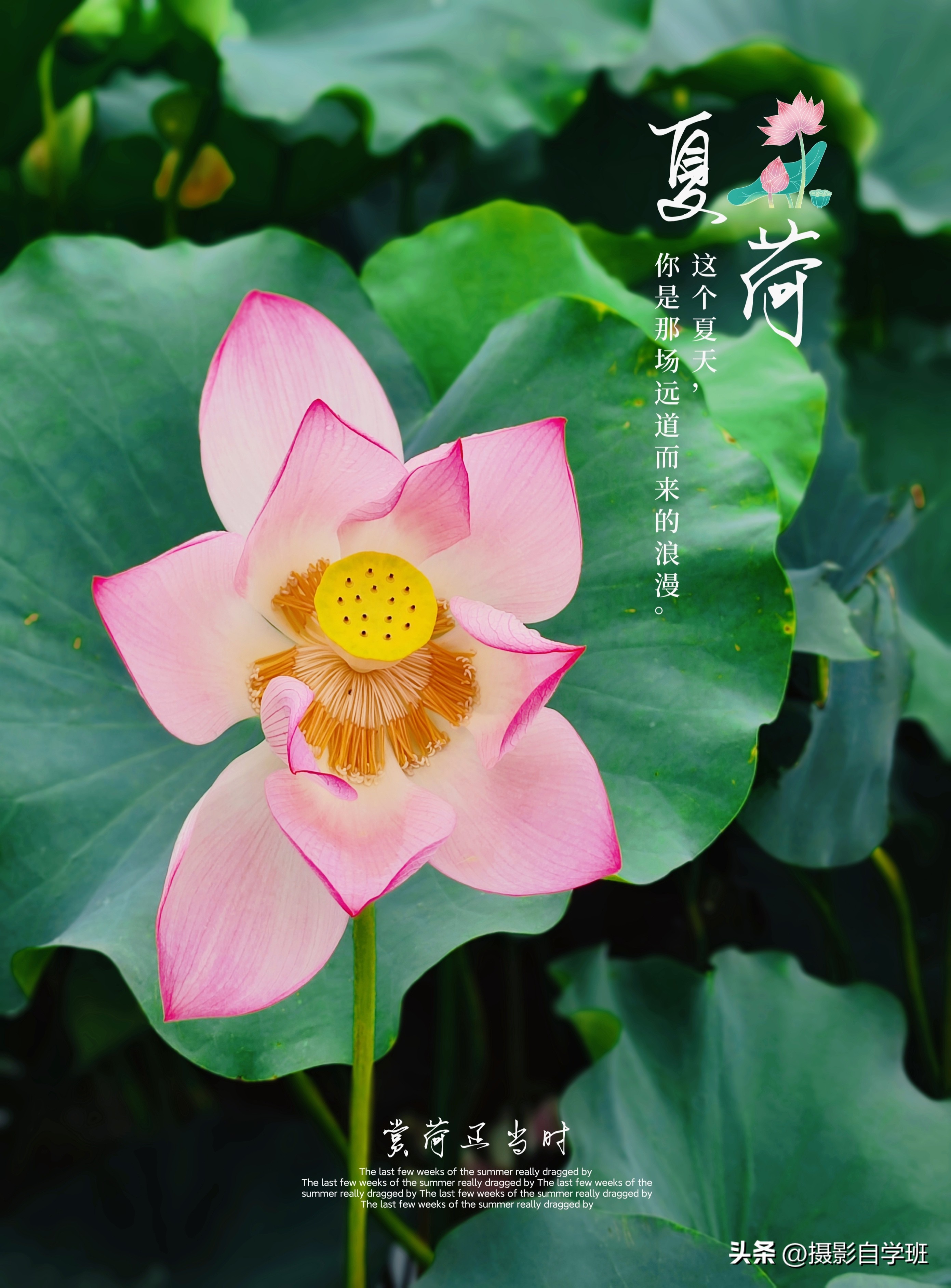 第二十一届摄影作品征稿,摄友投稿图片