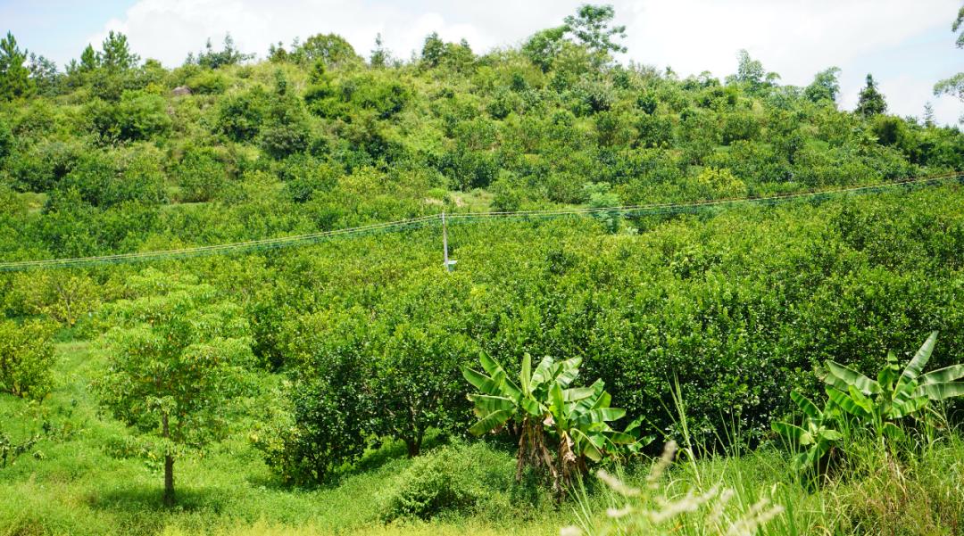 超美味肇庆吃出致富新路径,舌尖上的肇庆特色美食