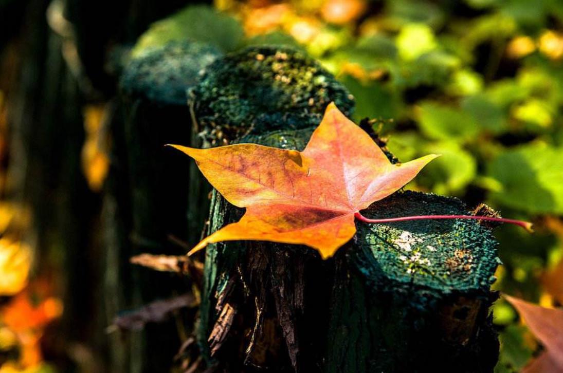 最孤独的境界无人与我立黄昏,人生最大的孤独莫过于