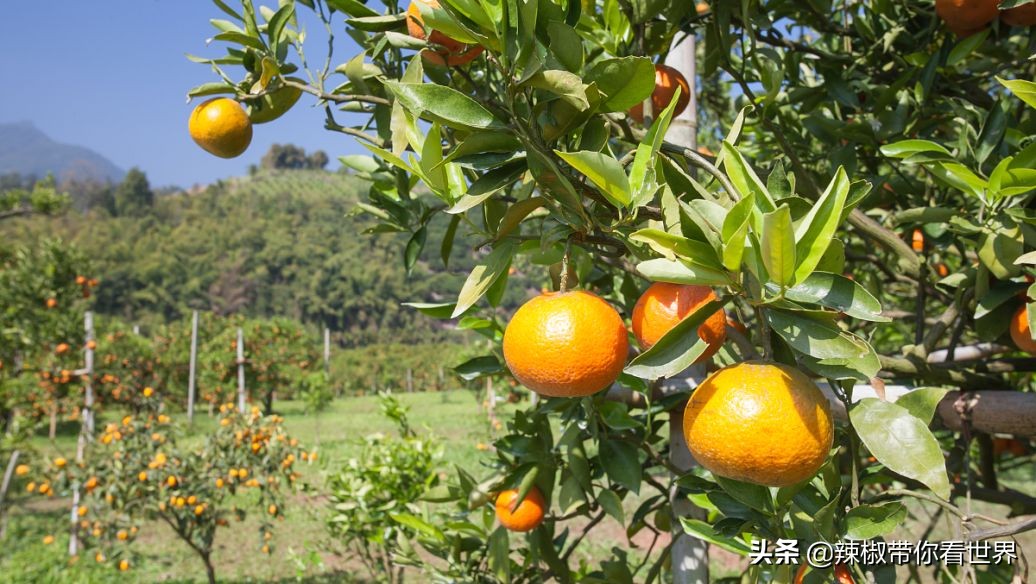 惠州市海岸线,惠州的海岸线