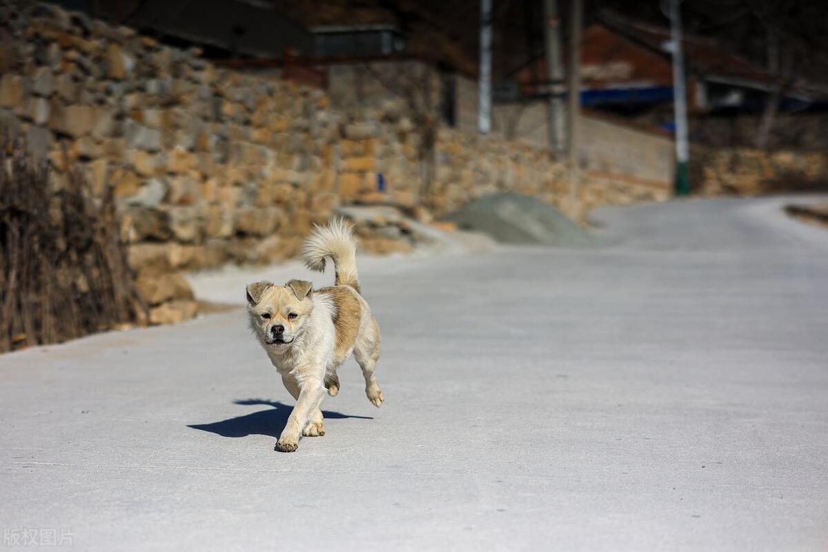老祖宗挑狗术牢记三句口诀,老祖宗留下的挑狗狗口诀