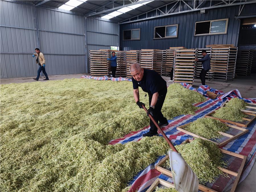 陕西杨凌:小小金银花开出致富好“钱”景