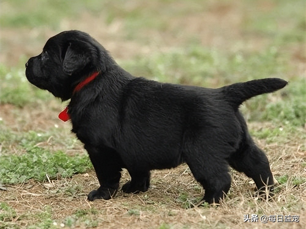 拉布拉多犬小便发红怎么回事,拉布拉多犬尿频是不是有什么疾病
