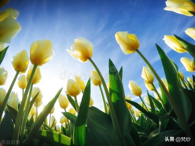 郁金香的寓意和花语文案,郁金香花语及寓意怎么画