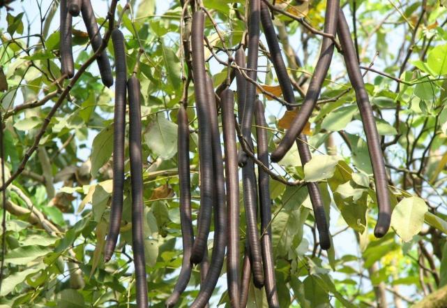 这种植物被当杂草其实却是稀罕货,农村常见却不为人知的植物