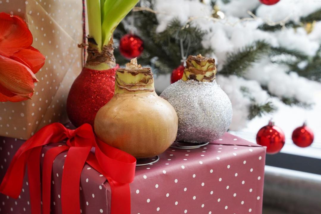 客单价高的绿植,最流行的球根花卉